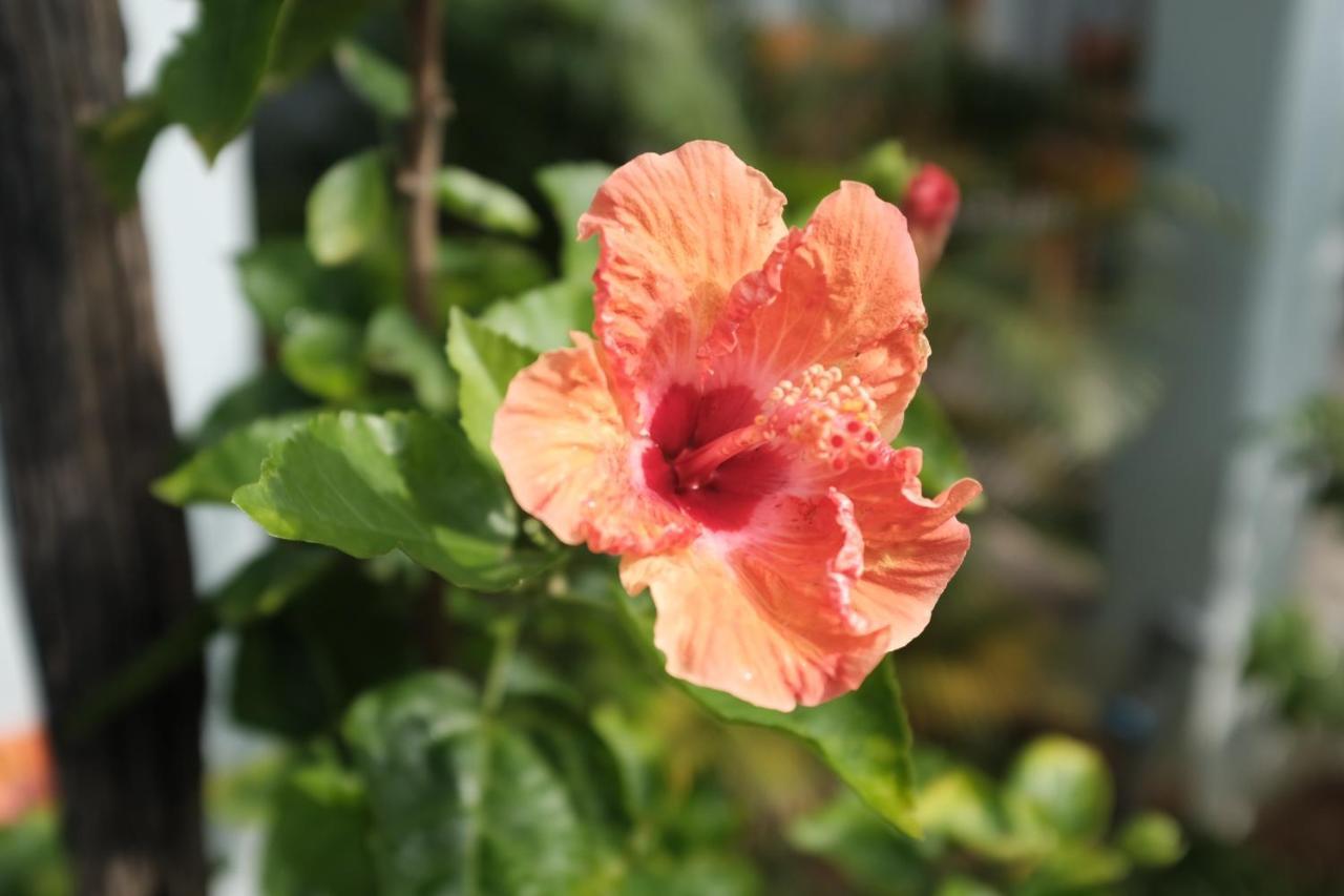 索梅花园度假村 富国 外观 照片